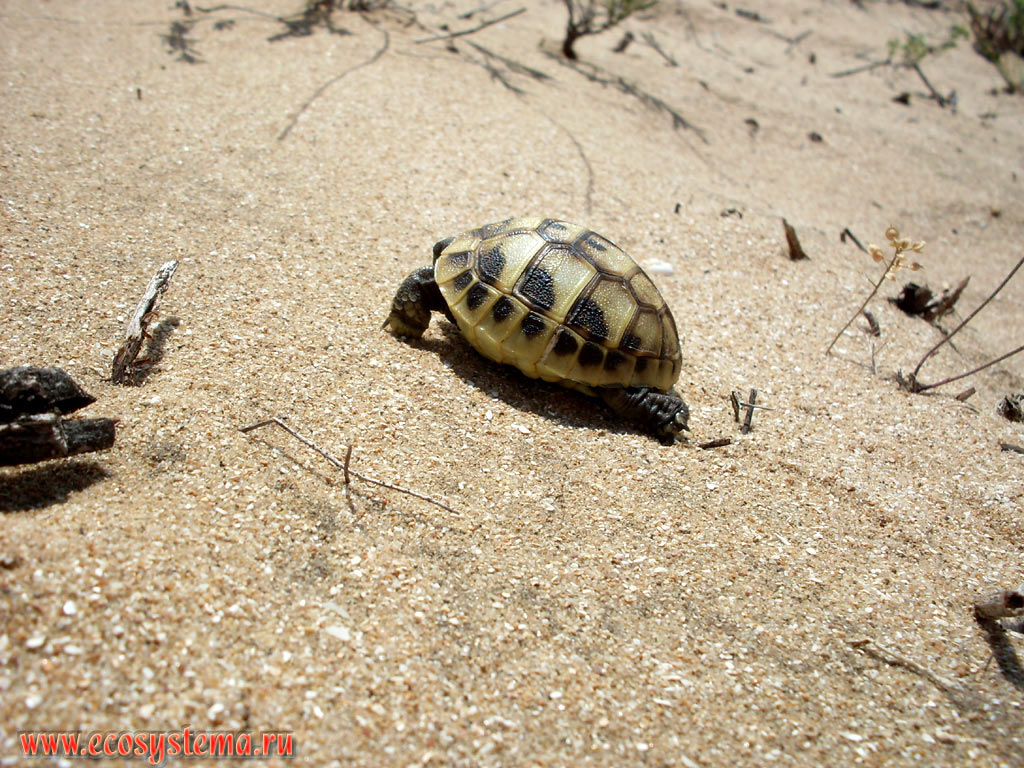 Greek tortoise, or spur-thighed tortoise (Testudo graeca) on the sand dunes near the Black sea in the Delta