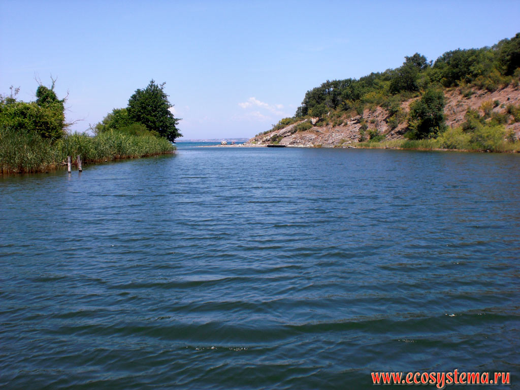 Эстуарий реки Ропотамо в месте ее впадения в Чёрное море (в дельте) на территории резервата Ропотамо
