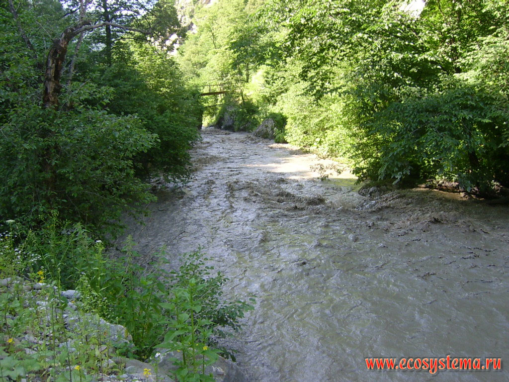 The bed of the mountain river Fiagdon in the area of deciduous forests with rapidly flowing dirty water during the summer snow in the mountains of the Greater Caucasus