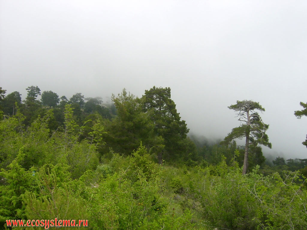 Смешанный лес (участки широколиственных и светлохвойных сосновых лесов) на вершинах хребта Бейдаглары