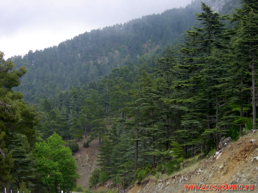 Светлохвойные леса с преобладанием ливанского кедра (Cedrus libani var. stenocoma - подвид кедр турецкий, или араратский) на склонах хребта Бейдаглары