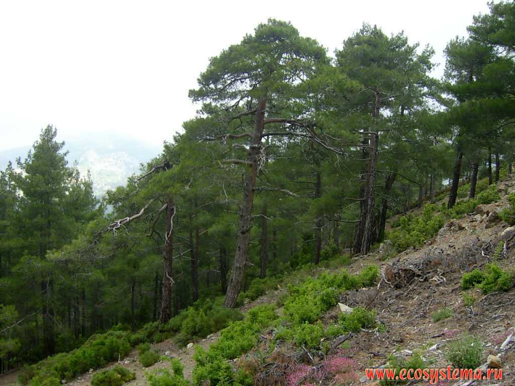 Light coniferous forest with predomination of pine Turkish, or Calabrian Pine (Pinus brutia) on the slopes of the Beydaglari ridge