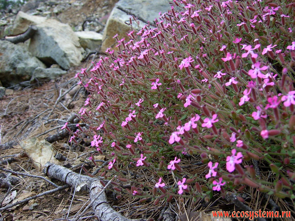 The bundle of the Pink flowers (genus Dianthus) in the light-coniferous forest on the slopes of the Beydaglari ridge