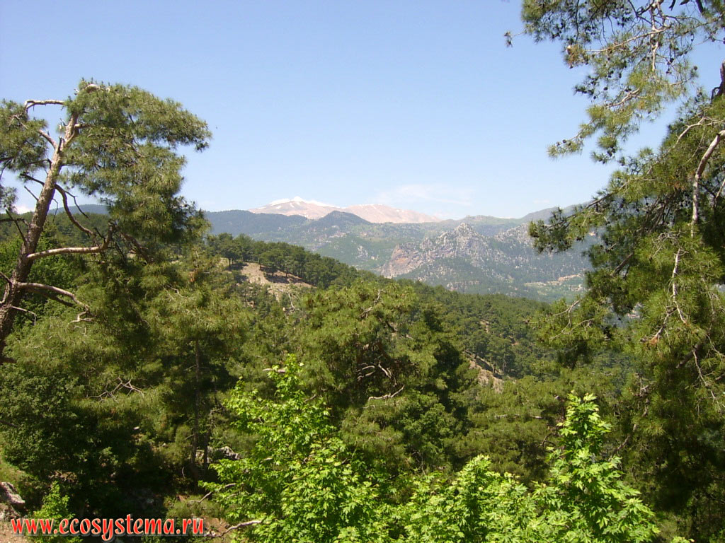 Светлохвойные леса с преобладанием сосны калабрийской, или турецкой (Pinus brutia) на вершинах хребта Бейдаглары, входящего в горную систему Западный Тавр