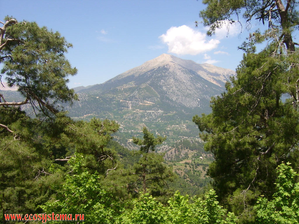 Light coniferous forests with predominance of the Turkish, or Calabrian Pine (Pinus brutia) on the slopes of the Beydaglari ridge
