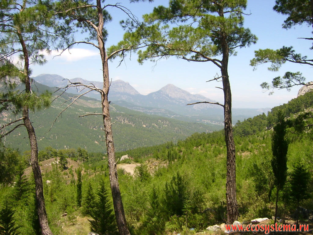 Светлохвойные леса с преобладанием сосны калабрийской, или турецкой (Pinus brutia) на склонах хребта Бейдаглары, входящего в горную систему Западный Тавр