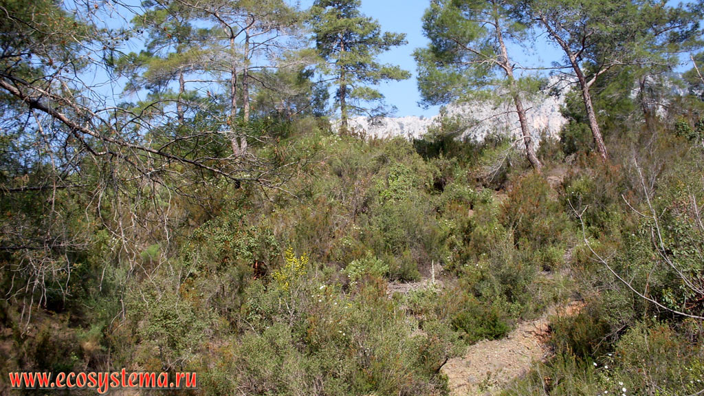 Светлохвойный лес с преобладанием сосны калабрийской, или турецкой (Pinus brutia) и земляничного дерева (Arbutus) на прибрежных склонах хребта Бейдаглары