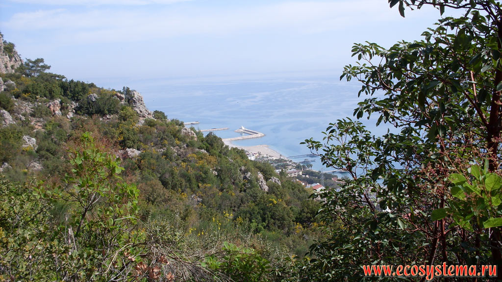View of the Mediterranean coast and light coniferous forest with a predominance of Calabrian pine, or Turkish (Pinus brutia) and Strawberry Tree (Arbutus) and the Bildibi village
