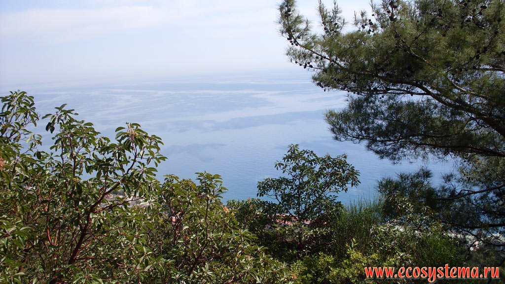 Вид на Средиземное море и светлохвойный лес с преобладанием сосны калабрийской, или турецкой (Pinus brutia) и земляничного дерева (Arbutus)