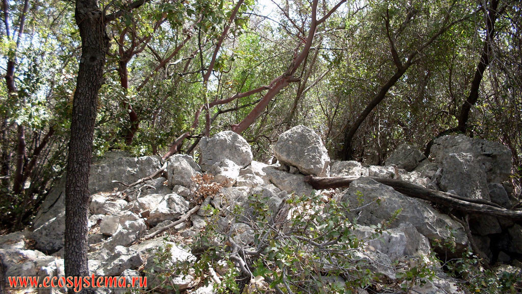 Скалы в светлохвойном лесу с преобладанием сосны калабрийской, или турецкой (Pinus brutia) и земляничного дерева (Arbutus)
