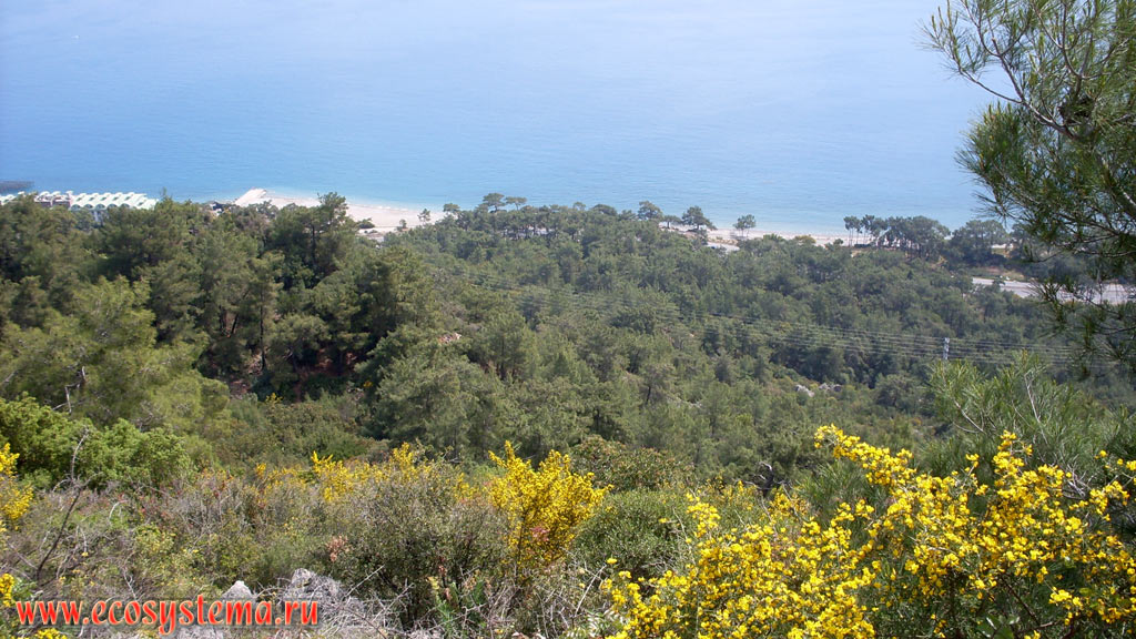 View of the Mediterranean coast and light-coniferous forest with predominance of Calabrian pine, or Turkish (Pinus brutia) and Strawberry Tree (Arbutus) with flowering drok (genus Genista) in the foreground