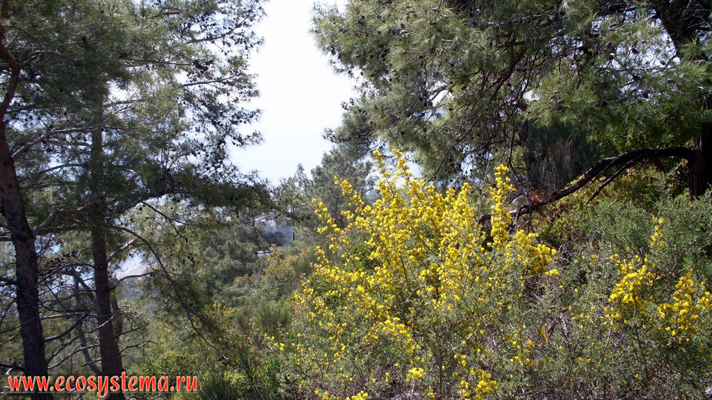 Светлохвойный лес с преобладанием сосны калабрийской, или турецкой (Pinus brutia) и земляничного дерева (Arbutus) c цветущим дроком (род Genista) на прибрежных склонах хребта Бейдаглары