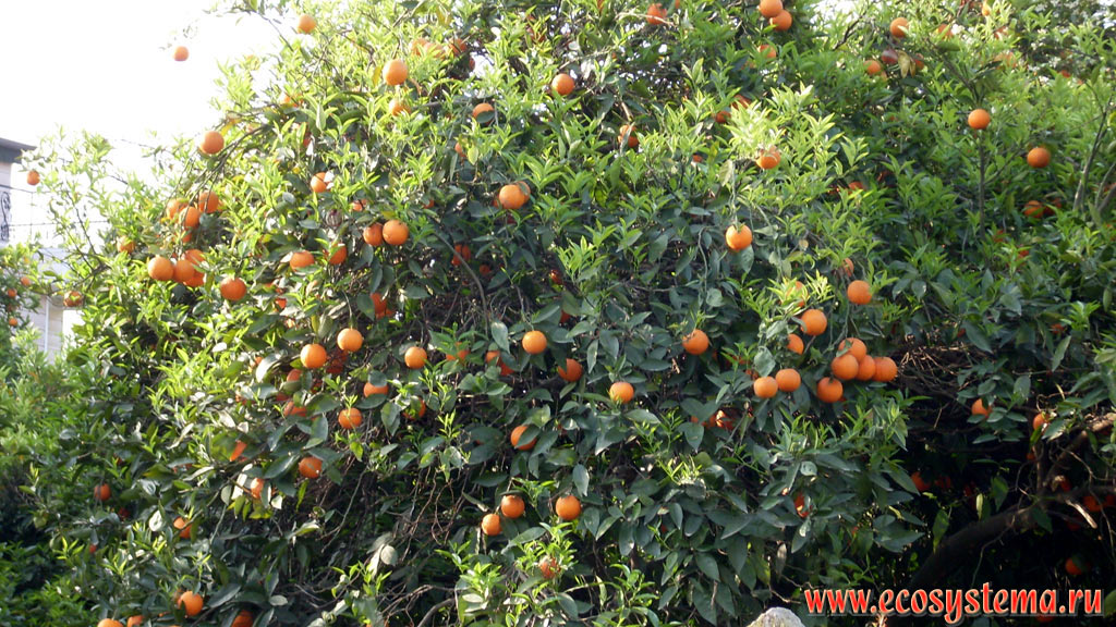 Плодоносящее и одновременно цветущее апельсиновое дерево в цитрусовом саду на предгорной равнине между Средиземным морем и горной цепью Бейдаглары