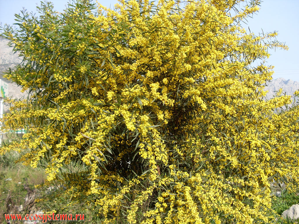 Цветущий куст акации серебристой (Acacia dealbata), неправильно называемая в России мимозой (это совсем другое растение из того же семейства Бобовых, но выглядящее по-другому)