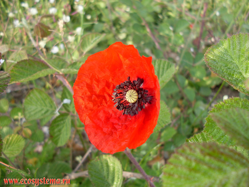 Common, or Corn Poppy (Papaver rhoeas) among the thickets of Blackberry bush on the foothill plain between the Mediterranean sea and the mountain chain Beydaglari