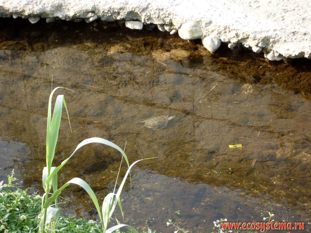 Красноухая черепаха (Trachemys scripta) в реке на предгорной равнине