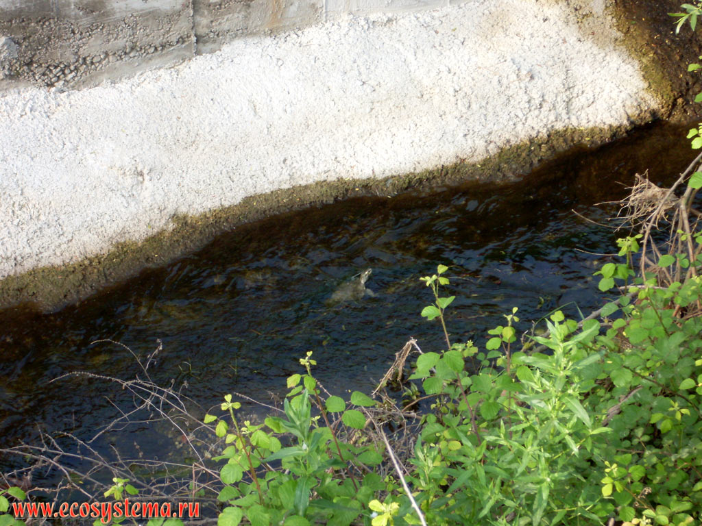 Красноухая черепаха (Trachemys scripta) в реке на предгорной равнине между Средиземным морем и горной цепью Бейдаглары