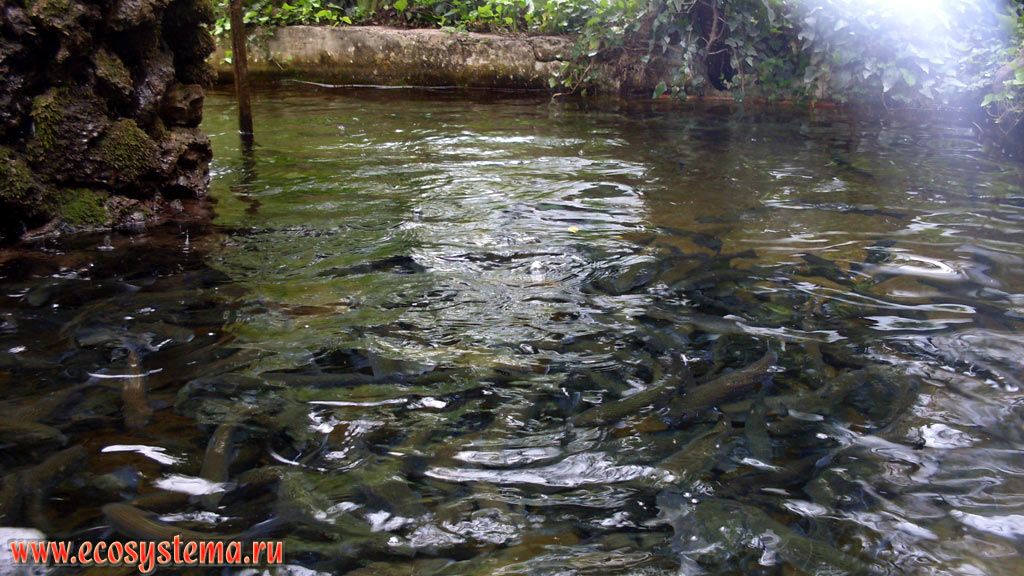 Fish breeding pool in a mountain stream. Olympos Beydaglari (Sahil Milli) Coastal National Park