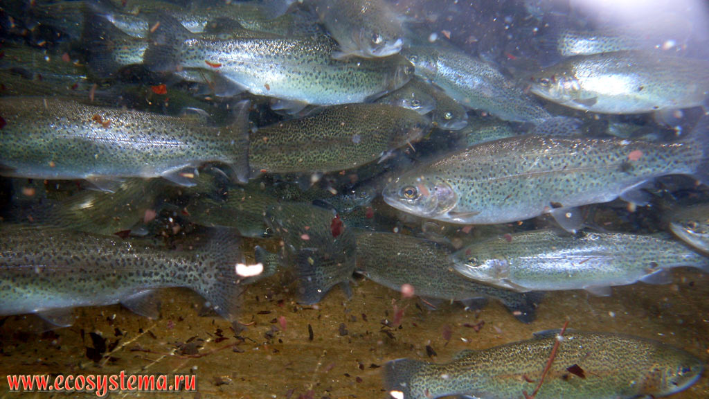 Радужная форель (Oncorhynchus mykiss) в бассейне в горном ручье. Национальный парк Олимпос-Бейдаглары