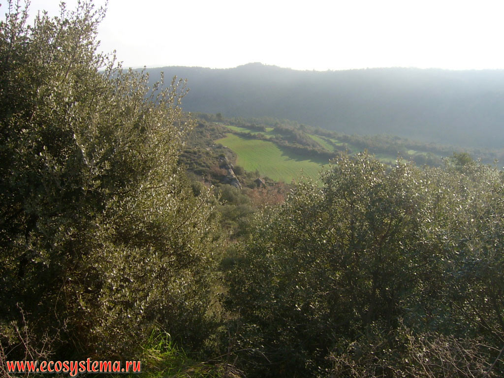 Широколиственные леса и сельскохозяйственные поля в предгорьях Пиренейских гор по дороге из Барселоны в Андорру