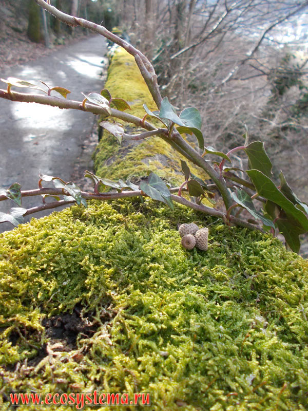 Зеленый мох и плющ обыкновенный (Hedera helix) на пешеходной тропе, проложенной по склону Пиренейских гор над городом Андорра-ла-Велья в окружении широколиственного леса с преобладанием бука (Fagus)