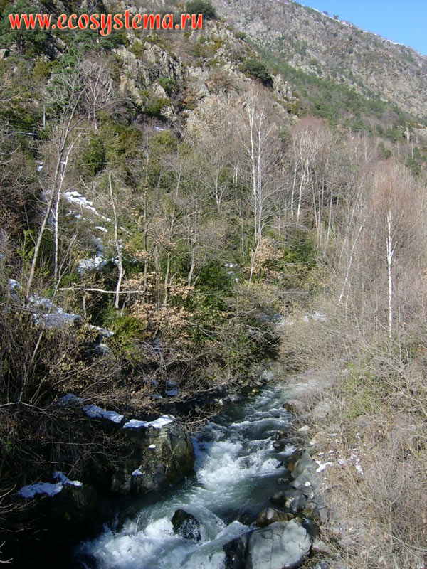 The rocky bed of the mountain river Valira (Valira D'orient), flowing down the slopes of the Pyrenees Mountains, surrounded by mixed forests with a predominance of Gray Alder (Alnus incana), Birch (Betula) and Fir (Abies)