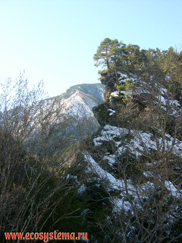 Горный хребет Пиренейских гор в зоне смешанных лесов с преобладанием серой ольхи (Alnus incana), сосны обыкновенной (Pinus sylvestris) и сосны чёрной (Pinus nigra)