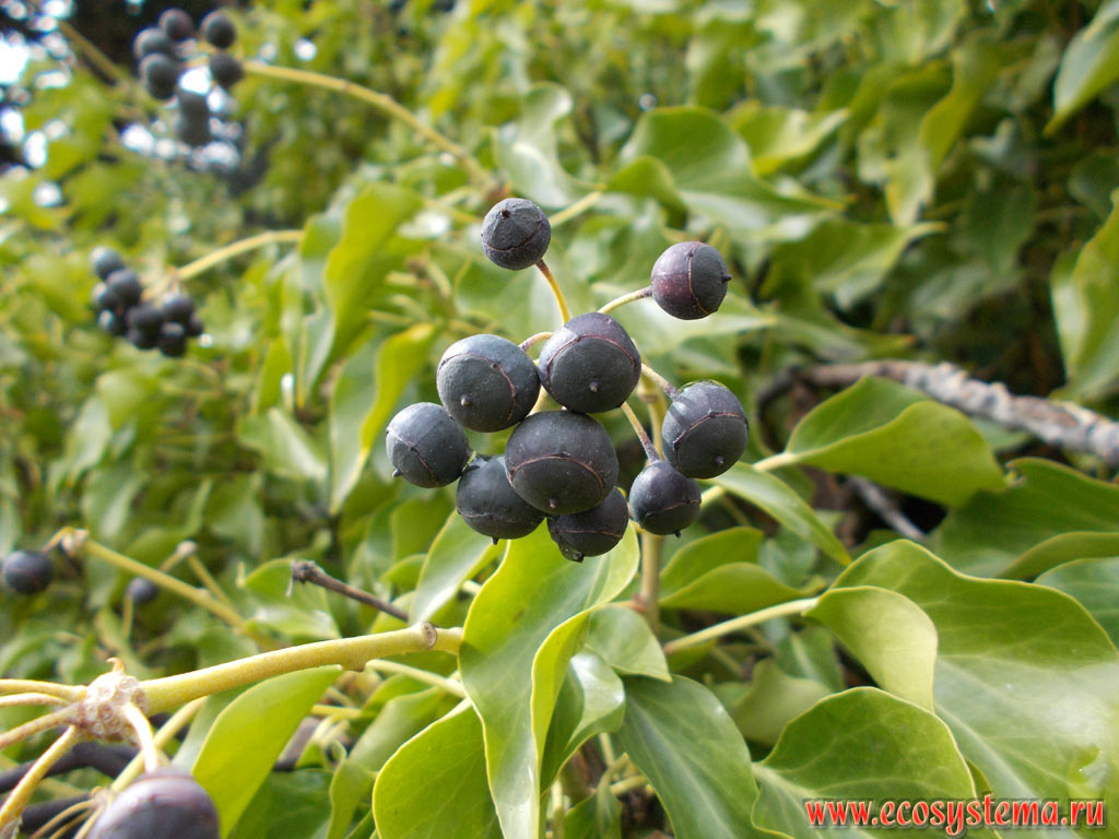 Зрелые плоды (ягоды) и цельные листья плодоносных побегов плюща обыкновенного (Hedera helix)