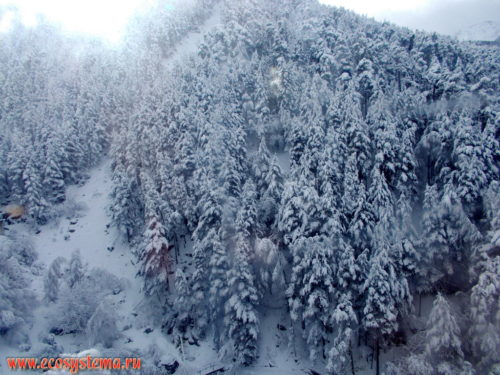 Snow-covered dark-coniferous forest of Spruce (Picea) and Fir (Abies) after a night of snow on the slopes of the Pyrenees Mountains