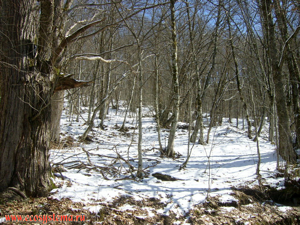 Широколиственный лес с преобладанием дуба (Quercus) и бука (Fagus) на склонах Кавказских гор