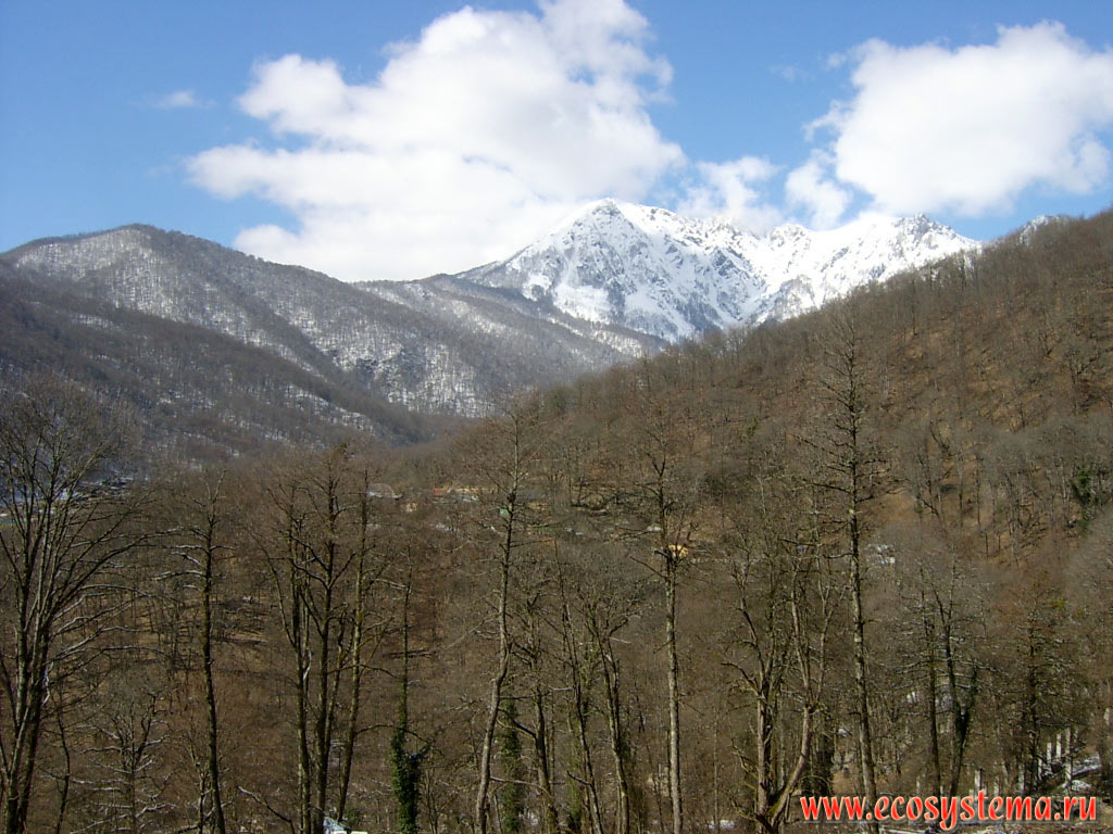 Широколиственный лес в долине реки с преобладанием чёрной ольхи (Alnus glutinosa)(на переднем плане) и с преобладанием дуба (Quercus) и бука (Fagus) - на склонах гор, а также один из боковых хребтов Западного Кавказа