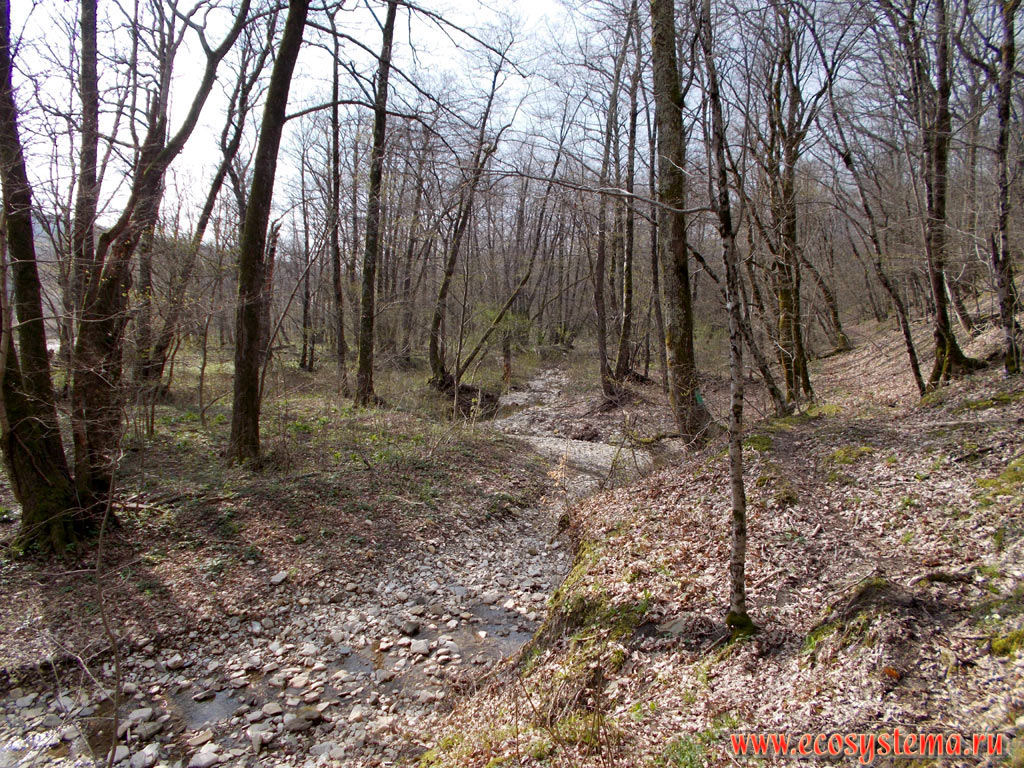 Каменистое русло небольшой горной реки и широколиственный лес с преобладанием чёрной ольхи (Alnus glutinosa) в пойме (слева от русла) и бука (Fagus) и дуба (Quercus) на склонах (справа от русла)