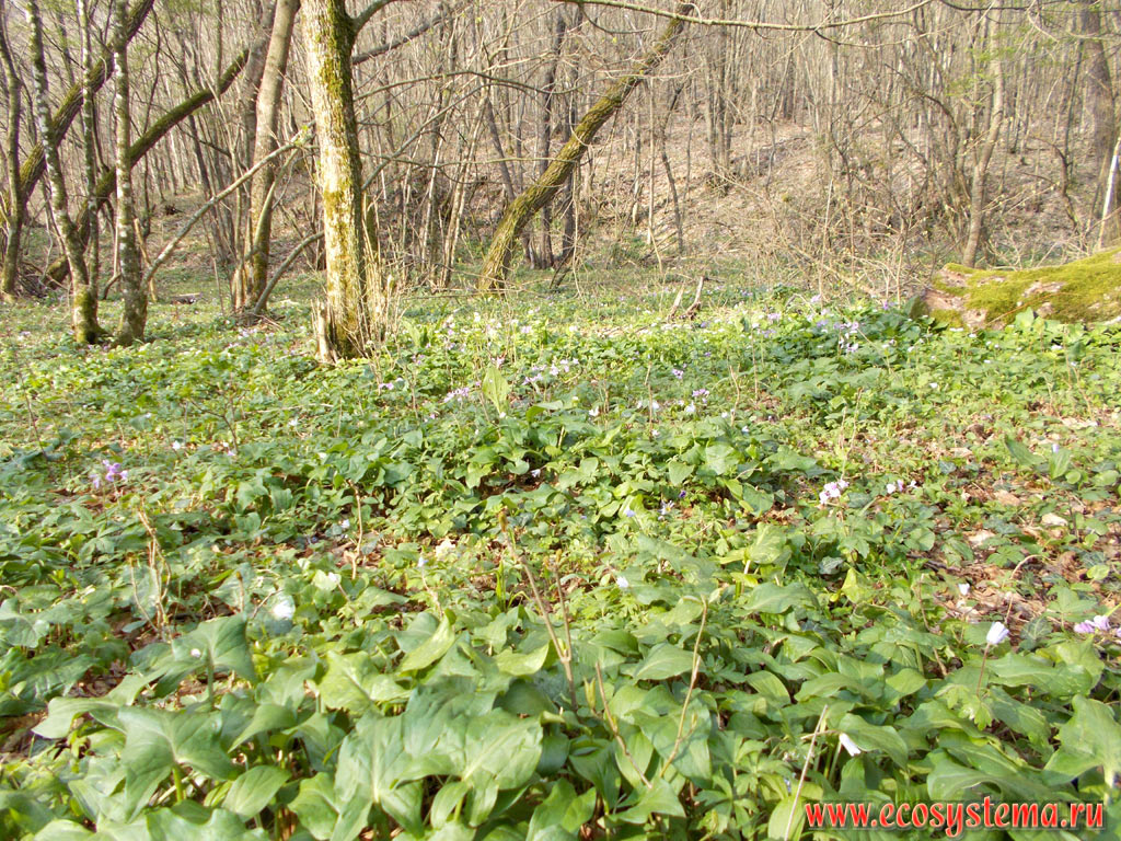 Broad-leaved forest in the floodplain with a predominance of Oak (Quercus) and full cover of primroses, mostly Five-leaflet bitter-cress, or Showy toothwort (Dentaria pentaphyllos = Cardamine pentaphyllos)