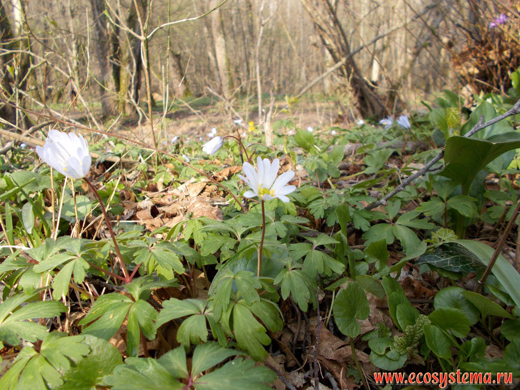 Caucasian anemone (Anemone caucasica) in the deciduous forest with a predominance of Oak (Quercus) and full cover of primroses