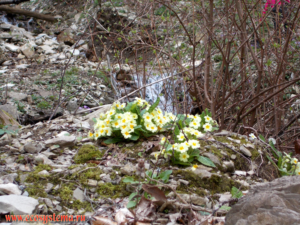 Common primrose (Primula vulgaris) in the broad-leaved deciduous forest with predominance of Beech (Fagus)