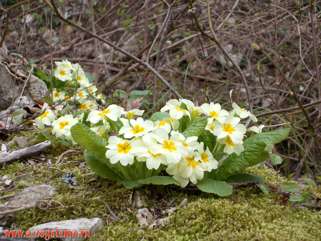 Common primrose (Primula vulgaris) in broad-leaved forest with predominance of Beech (Fagus)