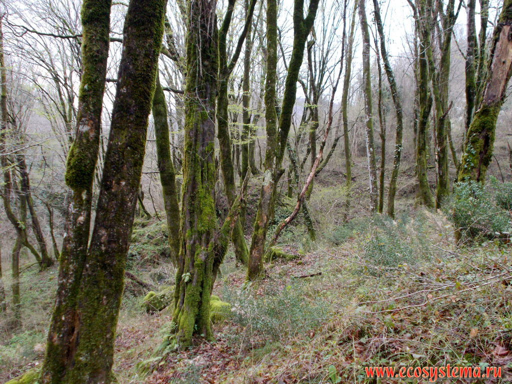 Старый широколиственный лес с преобладанием бука (Fagus) и дуба (Quercus) на склонах Кавказских гор