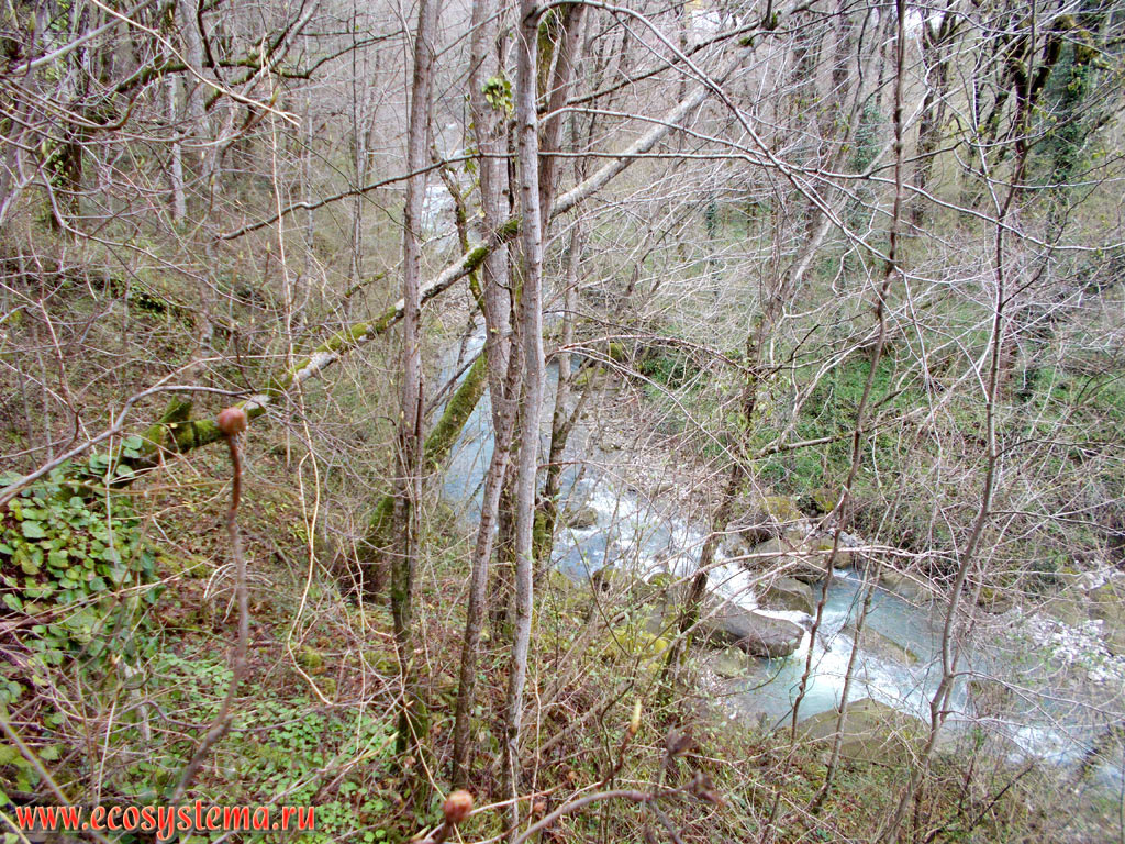 Широколиственный лес с преобладанием бука (Fagus) и дуба (Quercus) в долине горной реки