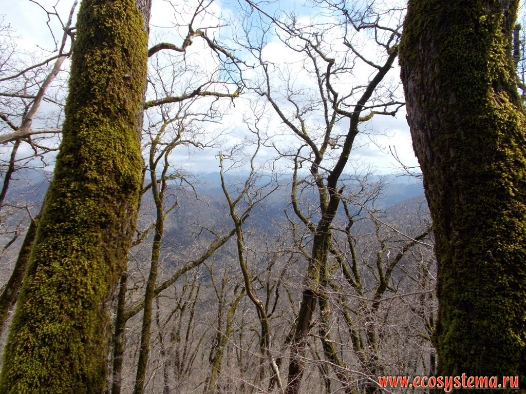 Низкогорные широколиственные леса с преобладанием дуба (Quercus) на сглаженных вершинах предгорий Северо-Западного Кавказа