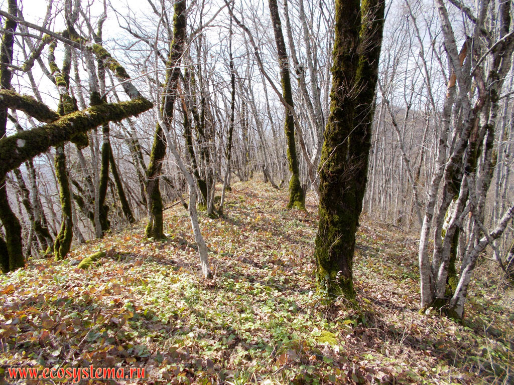 Низкогорный широколиственный лес с преобладанием бука (Fagus, светлые стволы) и дуба (Quercus, тёмные стволы) на гребне горного хребта в предгорьях Северо-Западного Кавказа