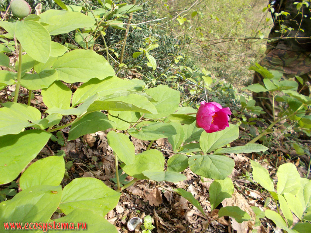 Caucasian Peony (Paeonia caucasica) in the deciduous forest with a predominance of Oak (Quercus) at the foothills of the North-Western Caucasus Mountains