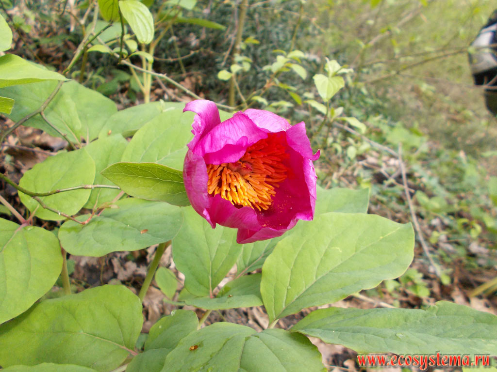 The flower and leaves of the Caucasian peony (Paeonia caucasica) in the deciduous forest with predominance of Oak (Quercus) at the foothills of the North-West Caucasus