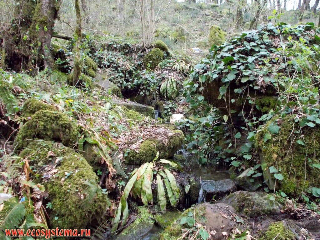 Mountain stream with thickets of Ivy (Hedera helix) on the rocks in a deciduous forest with predominance of Beech (Fagus) and Oak (Quercus)
