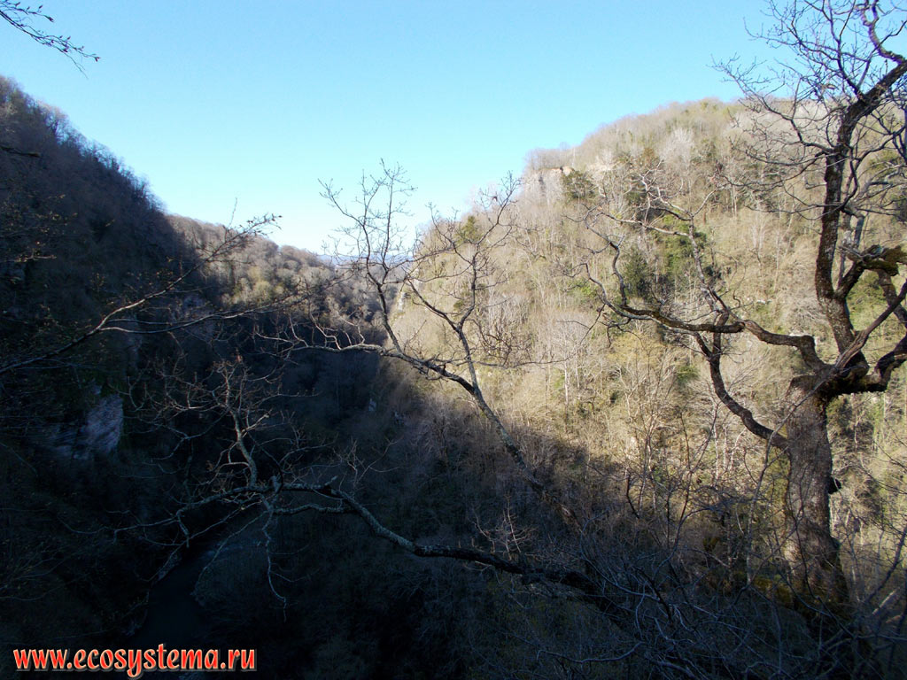 Broad-leaved forest with predominance of Oak (Quercus) on the steep slopes of the Khosta river gorge in the foothills of the Western Caucasus Mountains