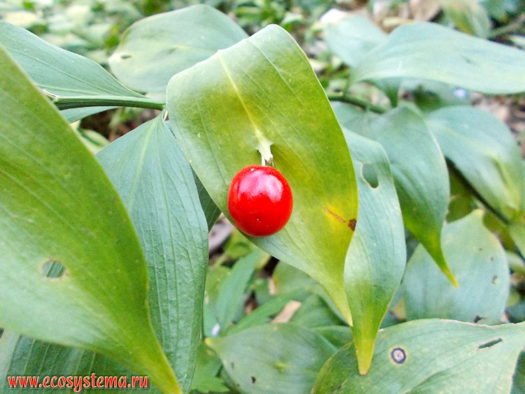 Fruit (berries) of the Spineless butcher's-broom, or Mouse thorn, or Horse tongue lily (Ruscus colchicus) in a broad-leaved forest with predominance of Oak (Quercus) and Box, or Boxwood (Buxus colchica) on the slopes of the Khosta river gorge