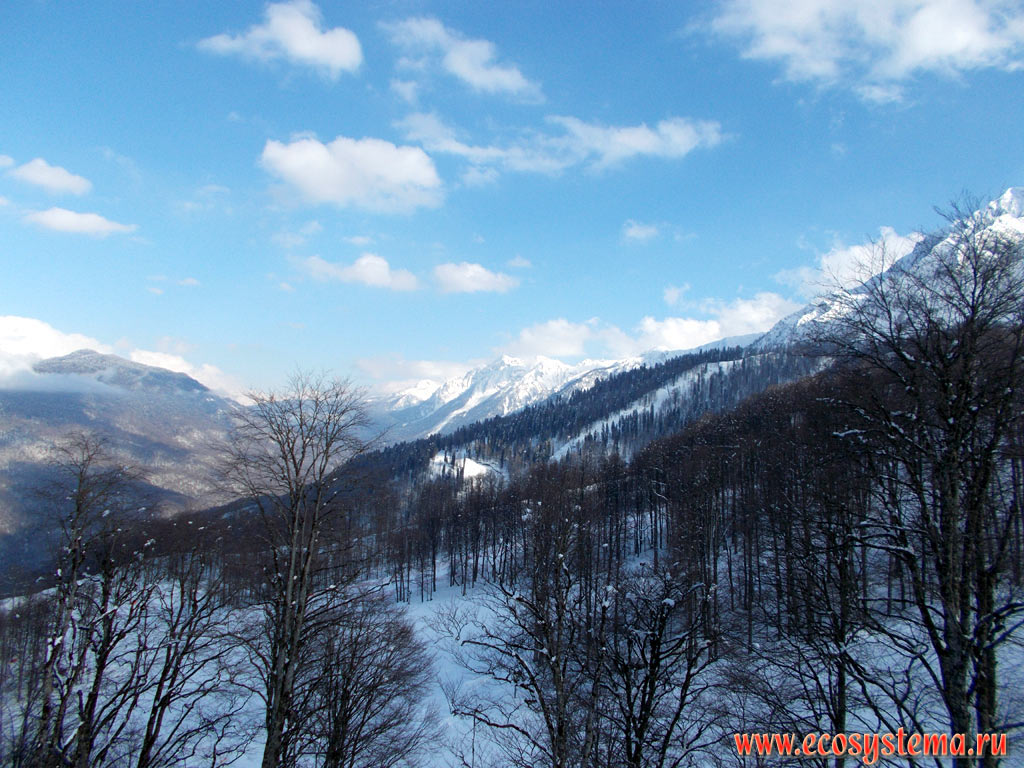 Склоны северной экспозиции горного хребта Аибга горной системы Западного Кавказа, покрытые широколиственными лесами на территории Сочинского национального парка