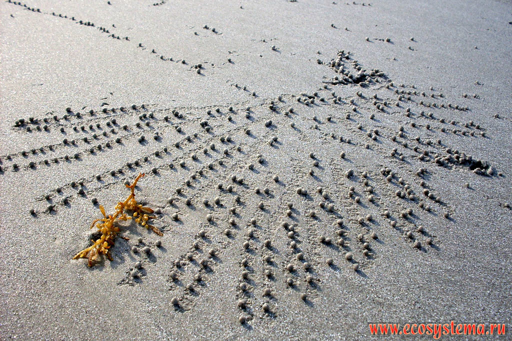 Узор на песке из песчаных шариков, оставленных крабом-солдатом (род Mictyris) во время рытья норки на песчаном пляже в период отлива. Западный берег центральной части острова Тарутао (Ko Tarutao), на побережье Малаккского пролива Андаманского моря