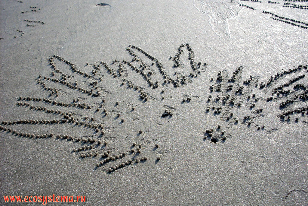 Узор на песке из песчаных шариков, оставленных крабом-солдатом (род Mictyris) во время рытья норки на песчаном пляже в период отлива. Западный берег центральной части острова Тарутао (Koh Tarutao), на побережье Малаккского пролива