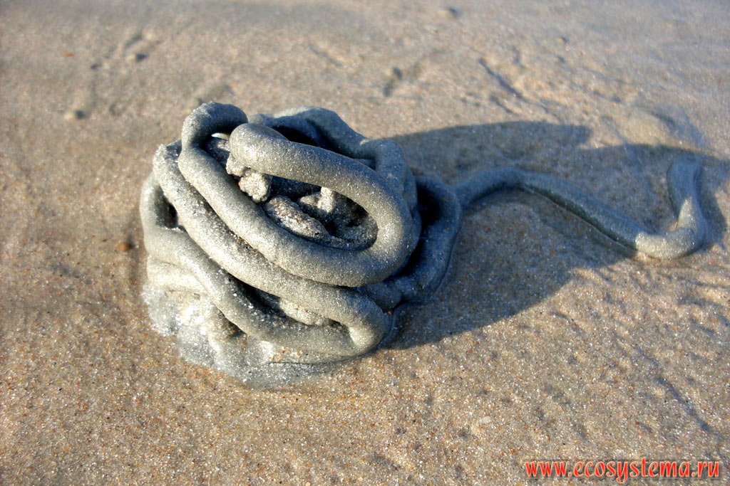 Песчаная колбаска, прошедшая через кишечник пескожила (Arenicola) - крупного многощетинкового червя (класс Polychaeta), живущего на песчаном пляже. Западный берег центральной части острова Тарутао (Ko Tarutao), на побережье Малаккского пролива Андаманского моря