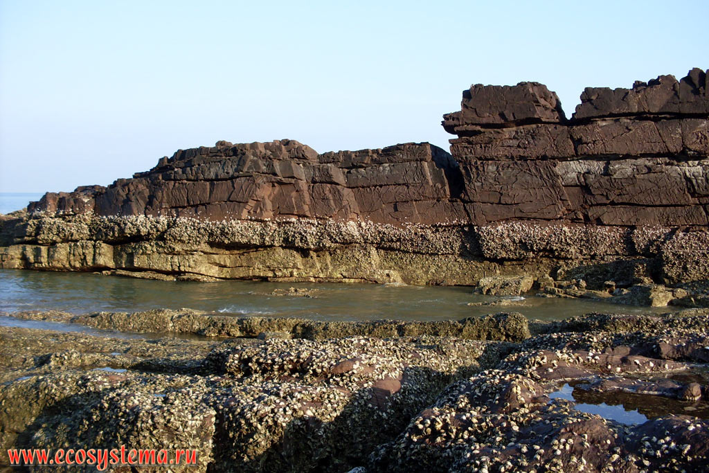 Colony of oysters (mollusk family Ostreidae) on the rocks at low tide on the littoral of the Molae Bay (Ao Molae) on the coast of Malacca Strait of the Andaman Sea